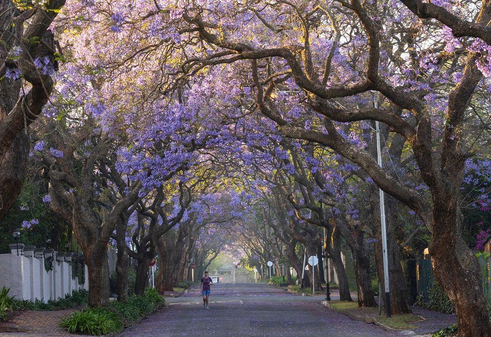 A runner jogs under Jacaranda trees in bloom in the Melville suburb of Johannesburg, South Africa. This species is not indigenous to South Africa and was introduced from Brazil in 1829. The flowering trees are seen as the sign of the beginning of summer.
