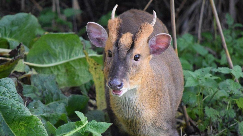 Muntjac