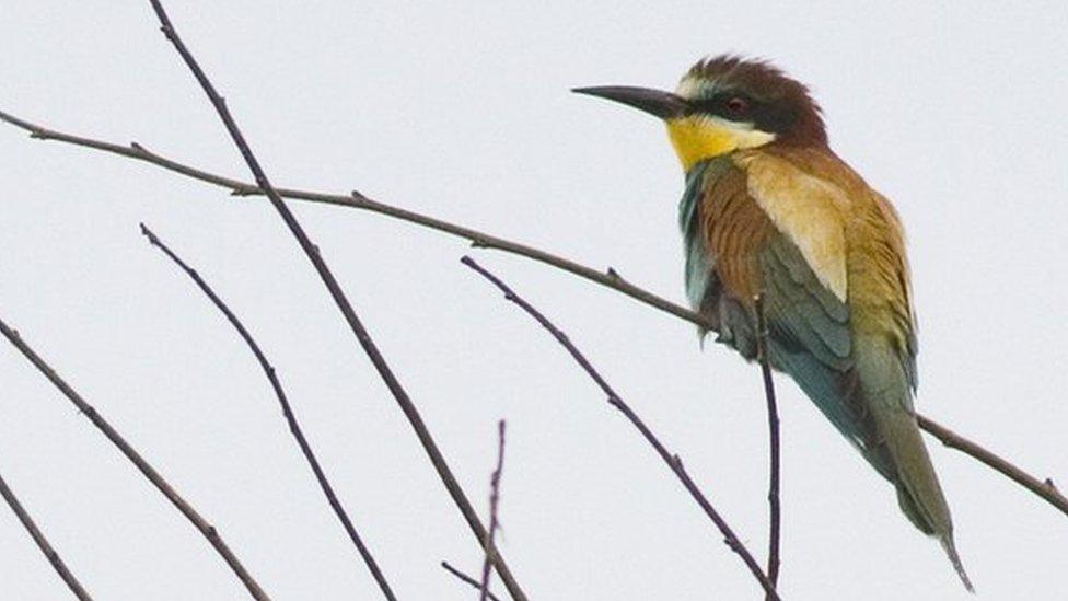 Bee eater