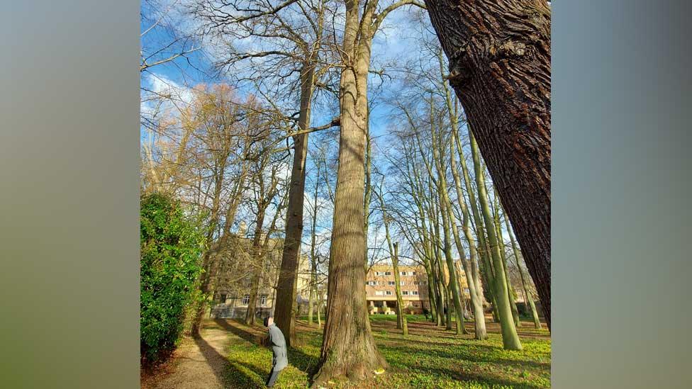 Queen's College elms and David Munro