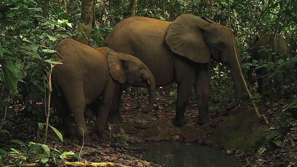 African elephants in the Dja reserve