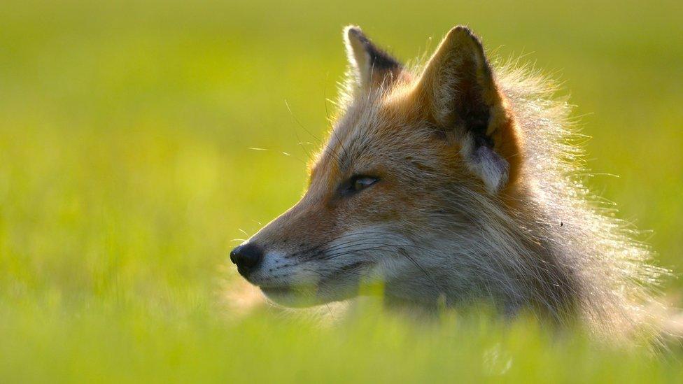 Fox, Kodiak, Alaska.