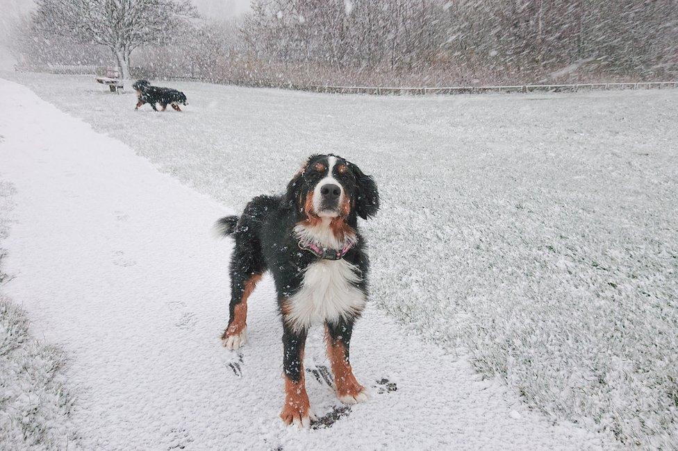 Snowy Tain