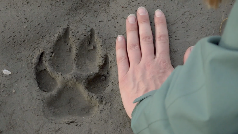 Alex with wolf paw print