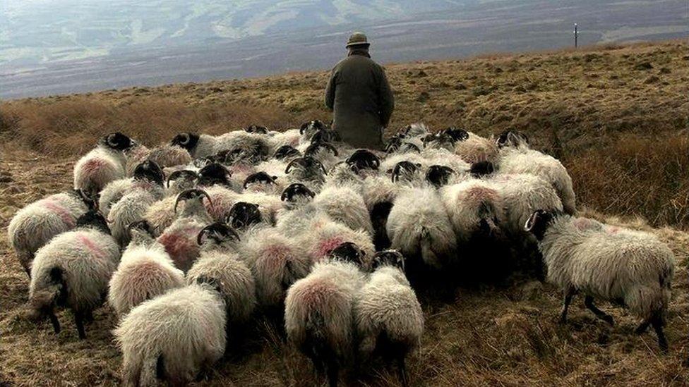 Farmer with sheep