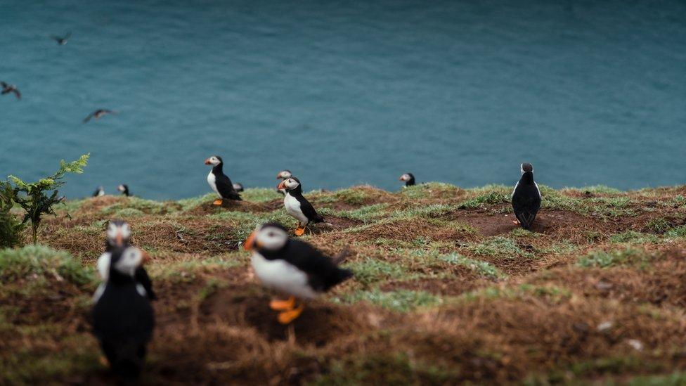 Puffins