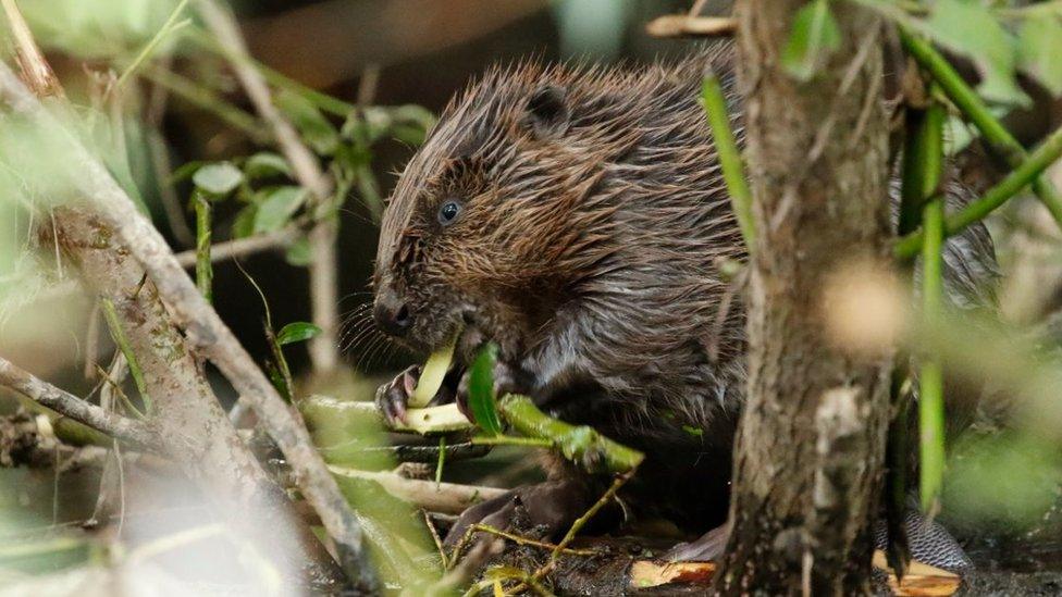 Beaver eating