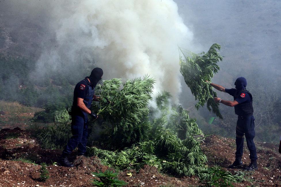 Police burn cannabis in village of Kurvelesh (Aug 2015)