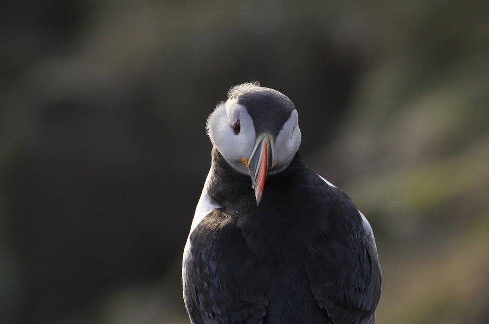 Puffin on the Isle of May