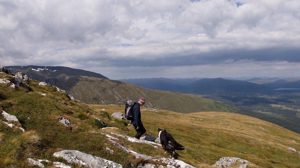 Looking for mountain avens in Lochaber