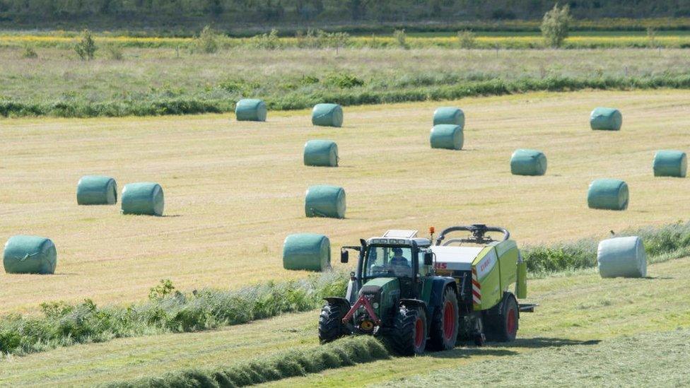 Bales of hay covered in plastic