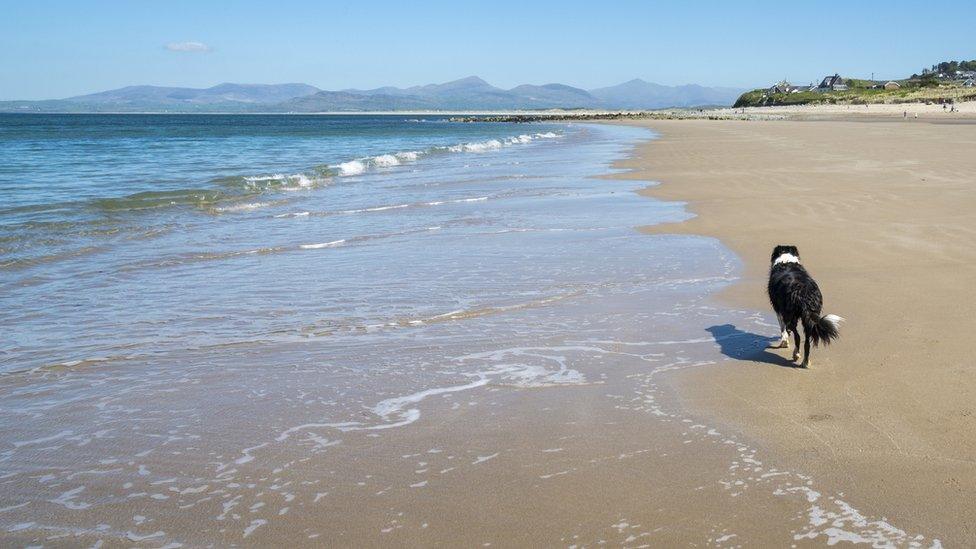 Dog on a beach at Llandanwg near Harlech