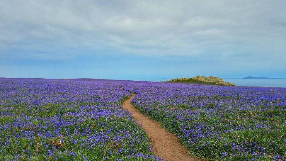 Bluebells on Skomer Island, in Pembrokeshire