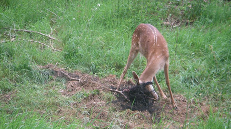 Trapped deer