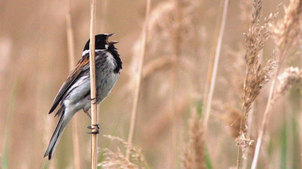 A reed bunting