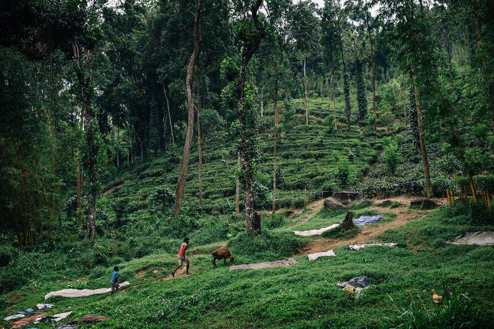 A tea plantation in Sri Lanka