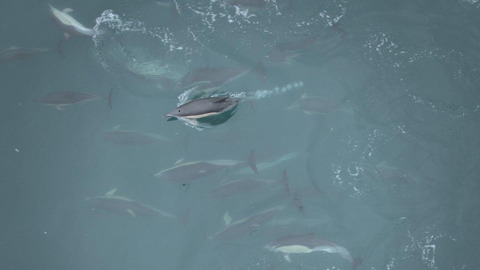 A pod of dolphins off the coast of Falmouth