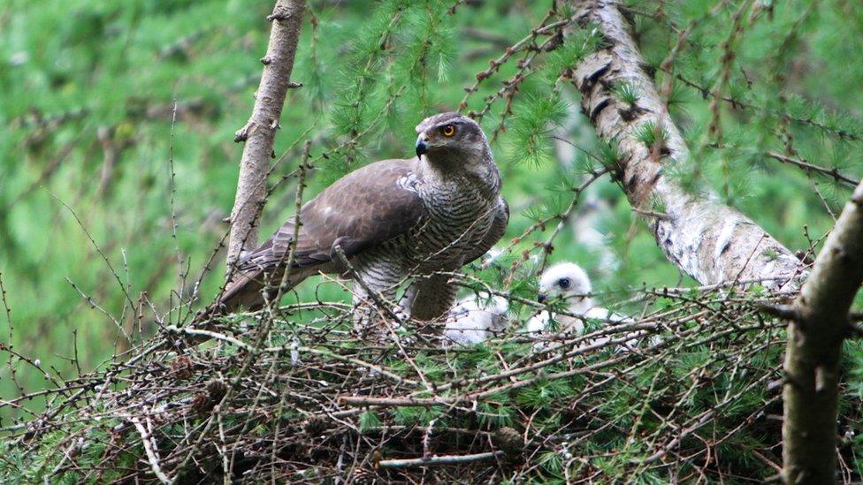 Goshawk and chicks