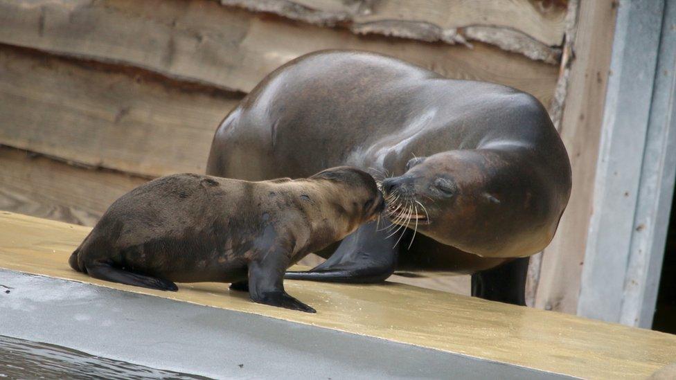 Baby sea lion and mum