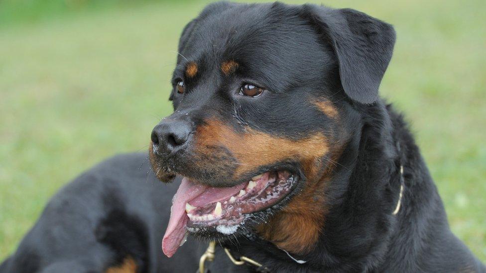 Rottweiler dog