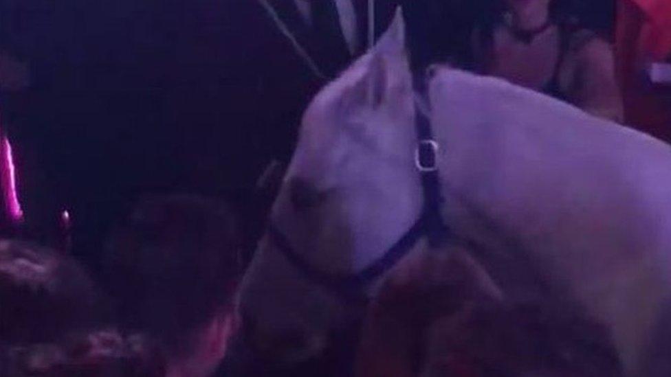 A white horse is pictured being led away after bucking off its rider in the Mokai Lounge in Miami