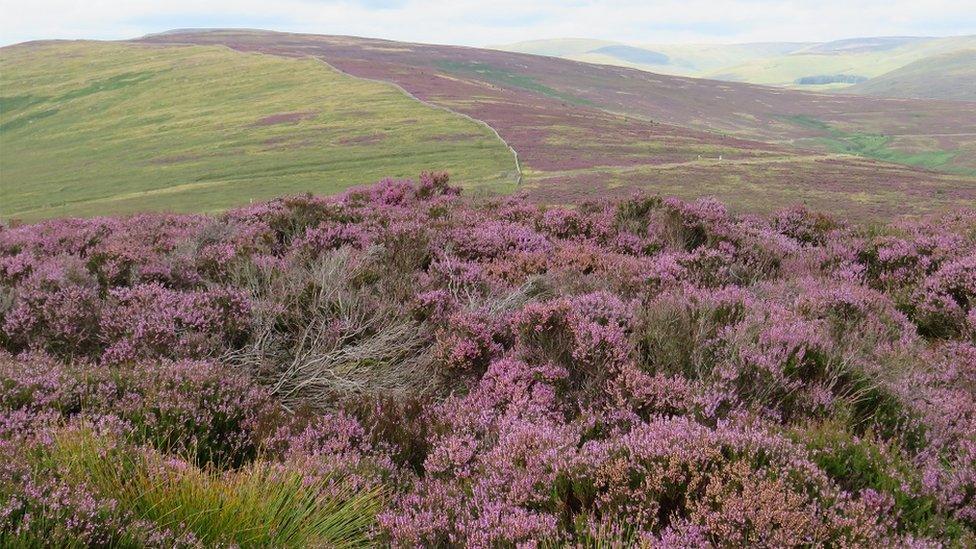 Langholm Moor