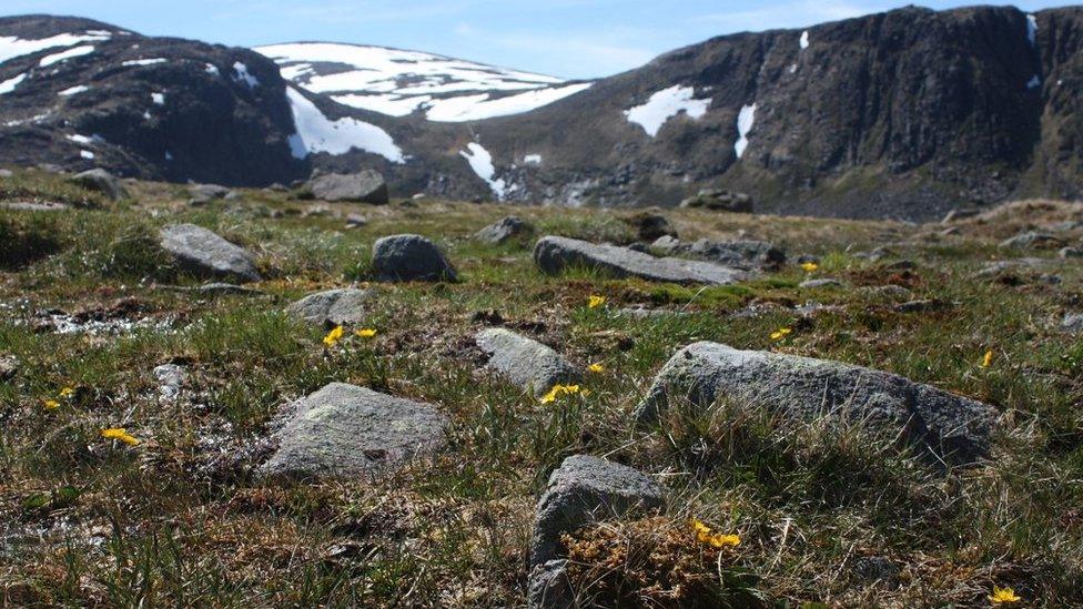 Cairngorms plantlife