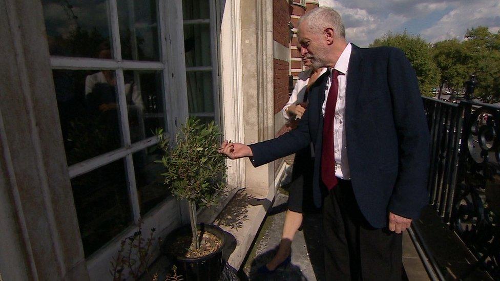 Jeremy Corbyn and his olive tree