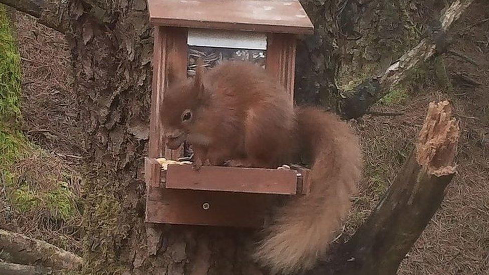 Squirrel at Cwrt-y-Cadno