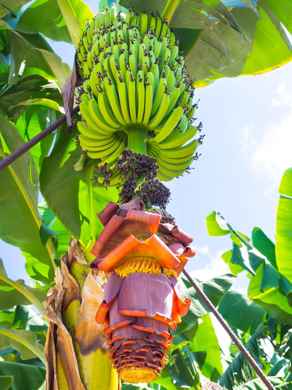 Bananas growing on a tree