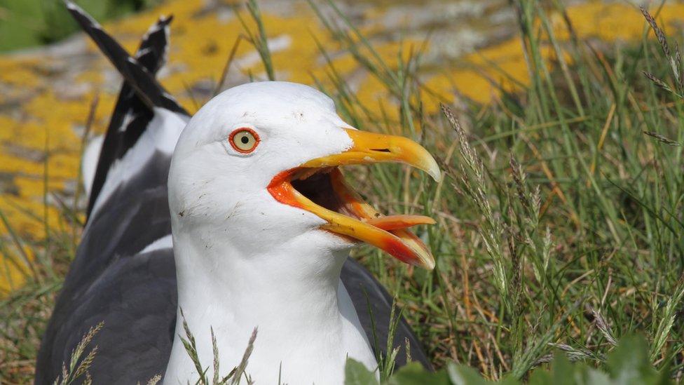 Lesser black-backed gull