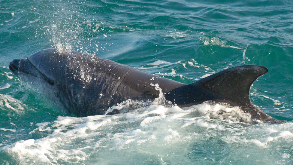 A bottlenose dolphin off St Ives