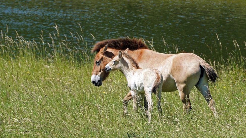 basil with another horse walking through a grassy field with a large body of water behind them