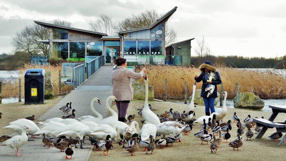 People feeding swans and ducks