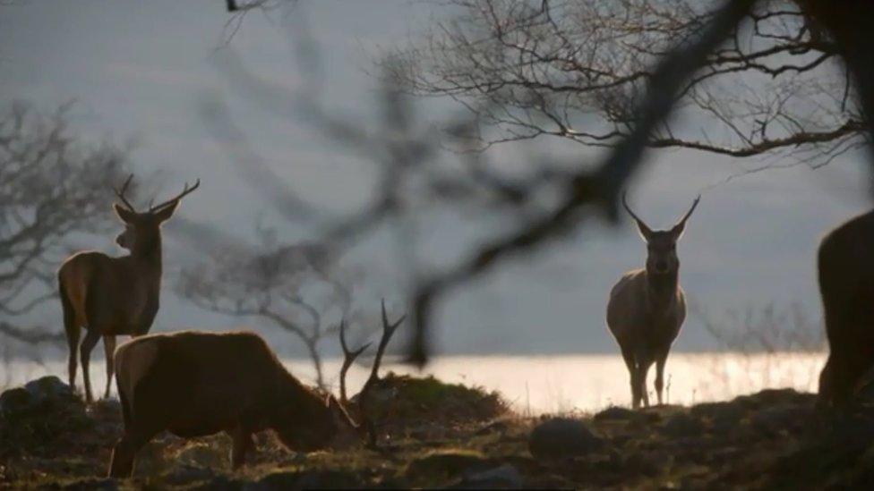 Deer on the Achnacarry Estate