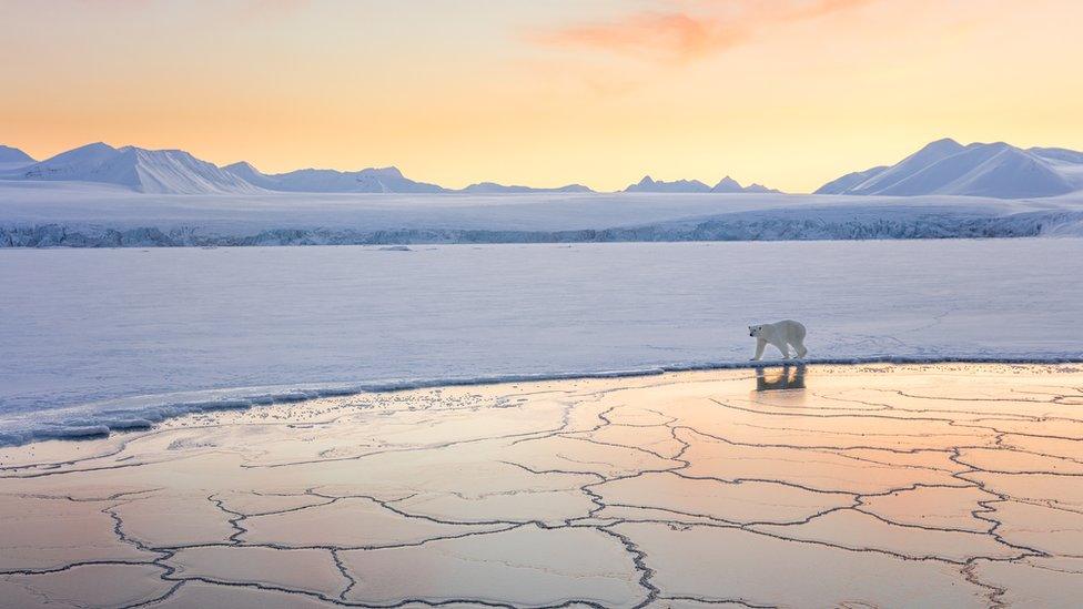 A polar bear walking along the edge of ice in the setting sun.