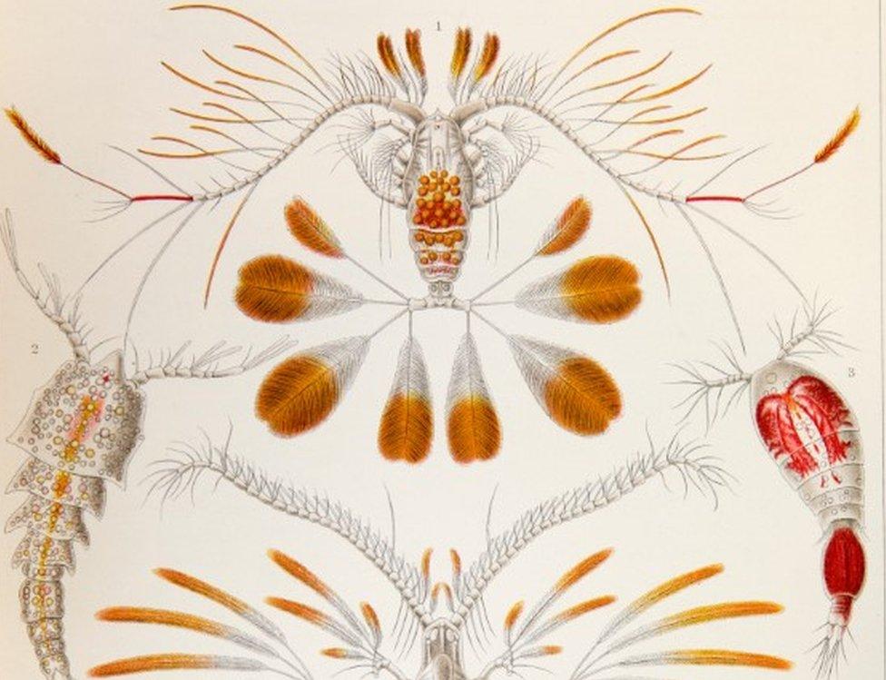 Plankton diversity, drawn in 1904 by natural historian Ernst Haeckel