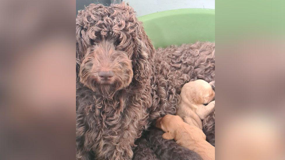 Several puppies are nestled close to their mother. The puppies vary slightly in colour; some are a lighter, reddish-brown or apricot color, while others are a darker brown similar to their mother's fur.