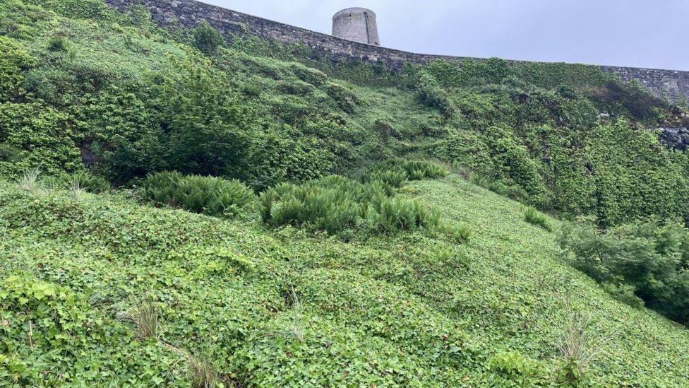 A bank of ivy and shrubs run up to a castle wall 