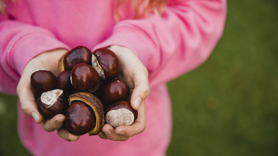 A child with a handful of conkers.