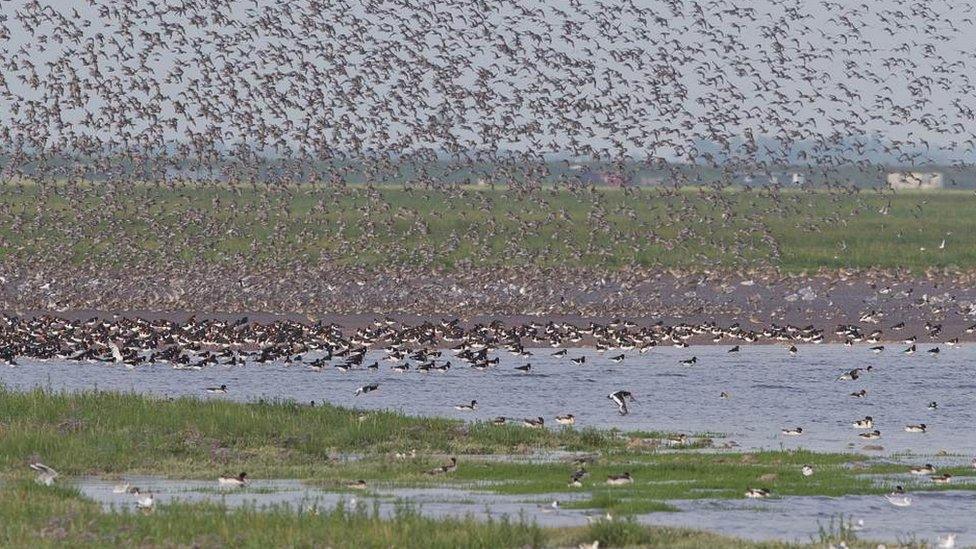 Wader flocks on The Wash, Snettisham, Norfolk.