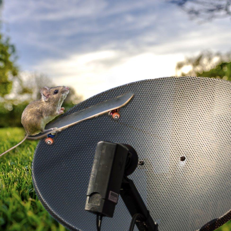 Mouse skateboarding