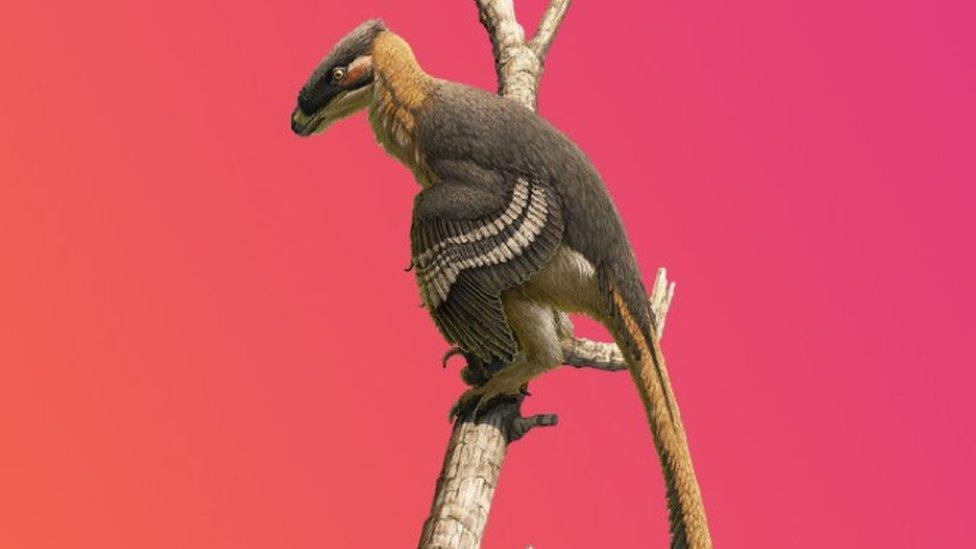 Vectiraptor greeni