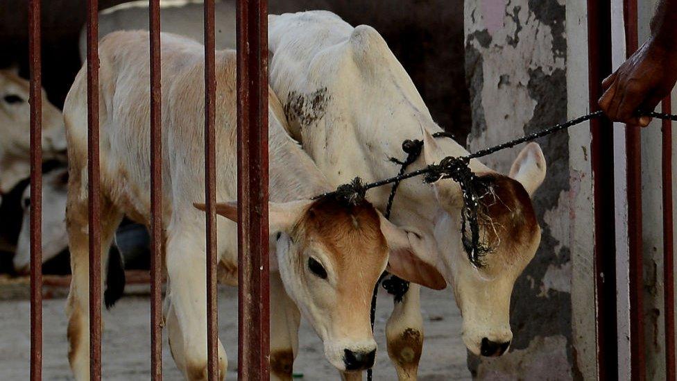 An Indian caretaker guides calves through the door at a cow shelter in New Delhi on April 25, 2017