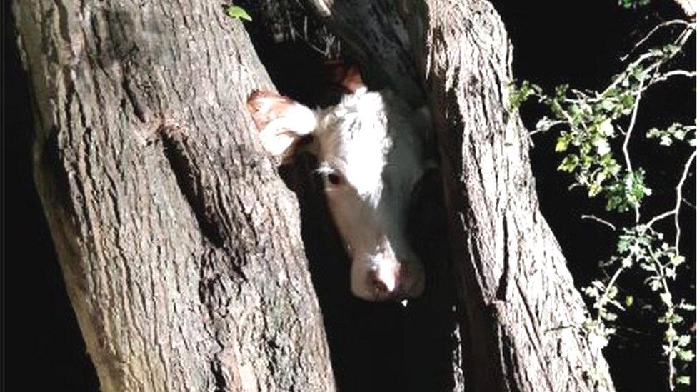 Cow stuck in tree in Stockbridge