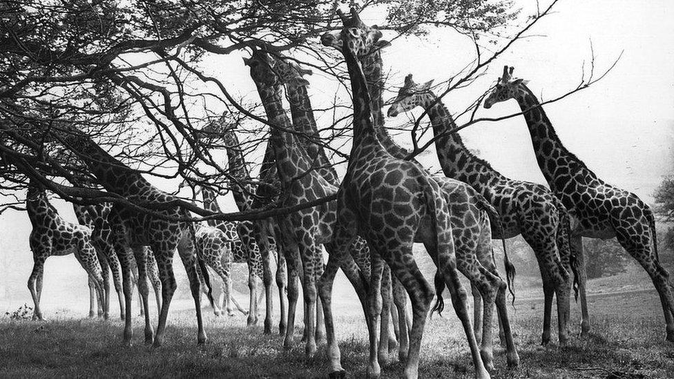 Giraffes at Longleat Safari Park. Wiltshire