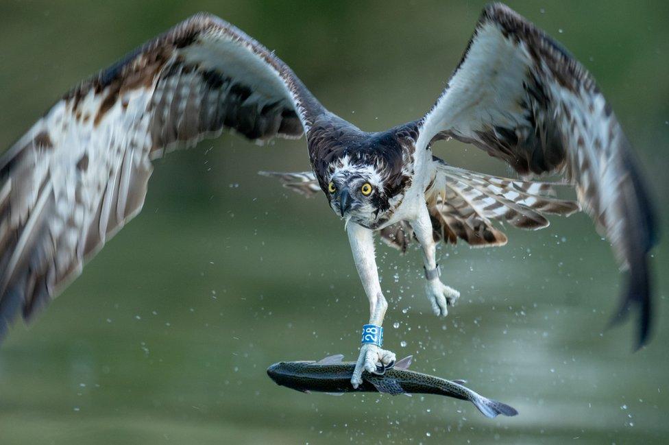 Osprey in flight with a trout in its claws