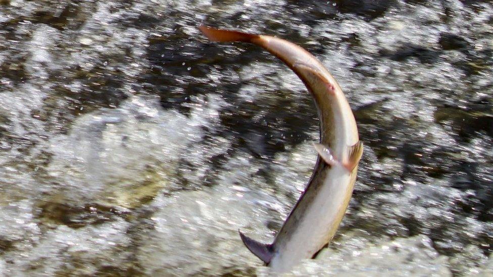 Leaping Shrewsbury salmon