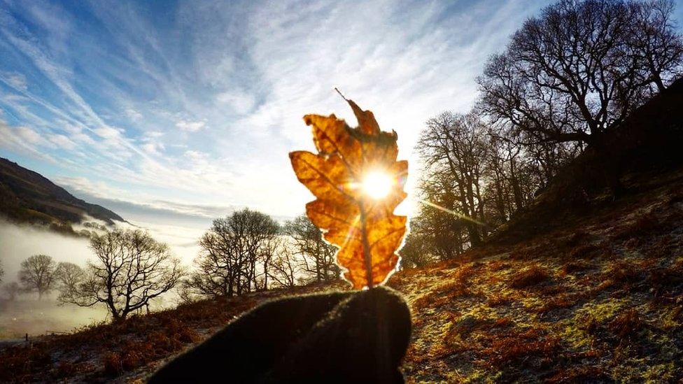 A leaf with a mountain backdrop in Llangollen, Denbighshire