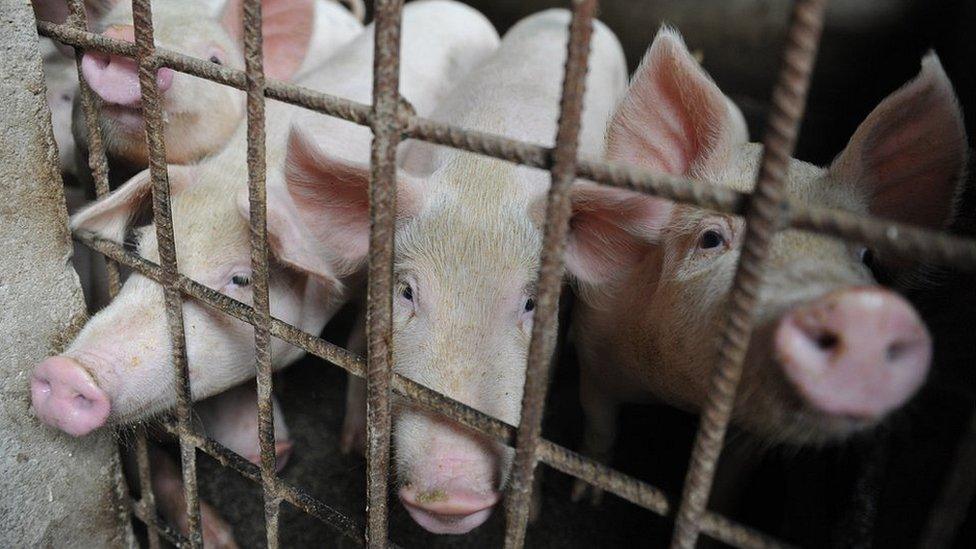 Pigs are seen in a hog pen in a village in Linquan county in central China's Anhui province Friday, Aug. 31, 2018. An outbreak of African swine fever was reported in Nanling county in Anhui, the fifth this month in China. (Photo credit should read Feature China / Barcroft Images / Barcroft Media via Getty Images)